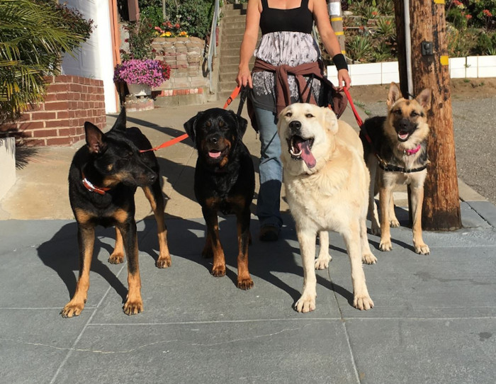 Four large dogs on leash walking down a street